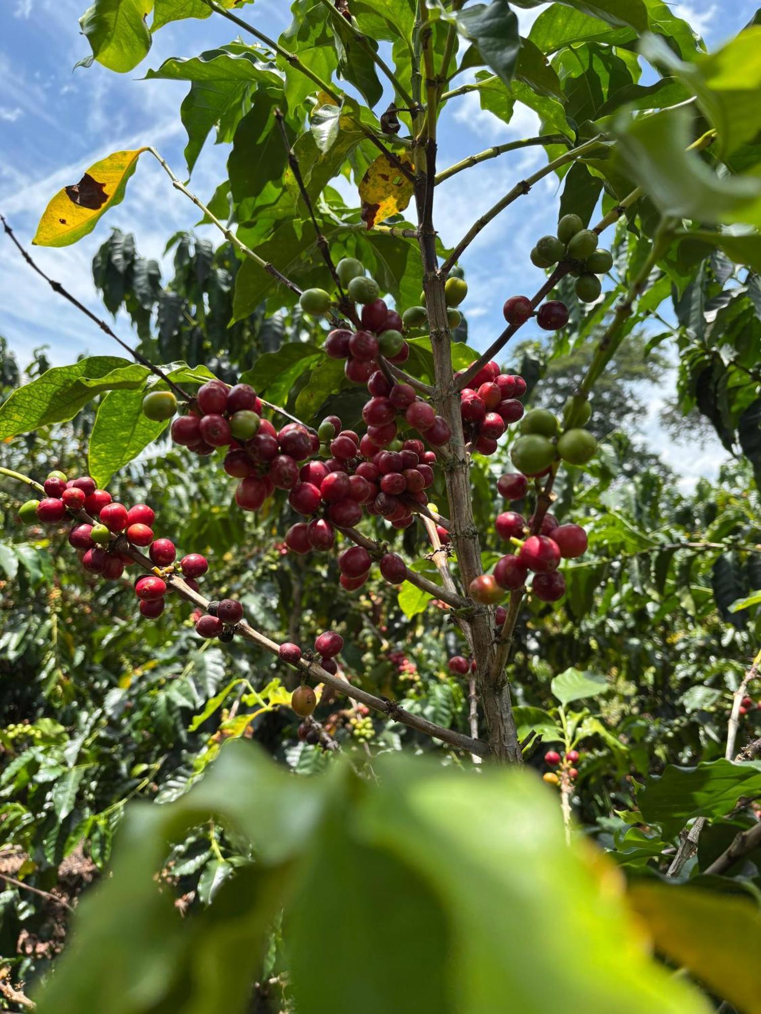 Hacienda Bambusa El Caimo 외부 사진