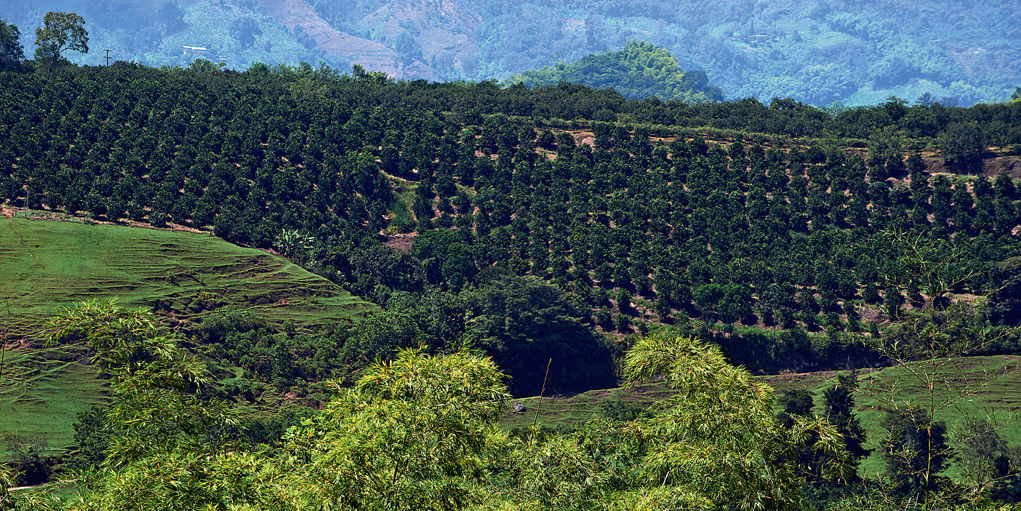 Hacienda Bambusa El Caimo 외부 사진
